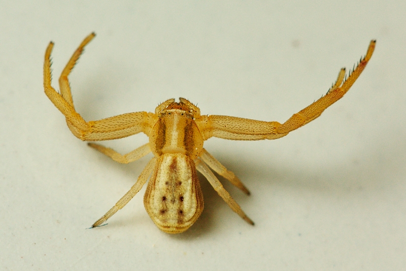 Runcinia grammica - Malta